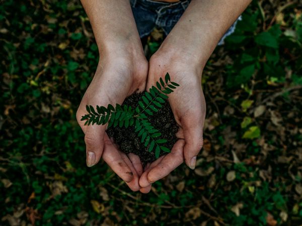 TREES PLANTED TILL NOW